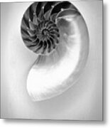 Chambered Nautilus Shell In Monochrome Metal Print