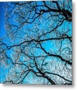 Chaotic System Of Ice Covered Tree Branches With Blue Sky Metal Print