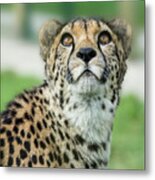 Cheetah Caught In An Upward Gaze Metal Print