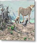 Cheetah Mound Metal Print