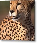 Cheetah Profile Metal Print