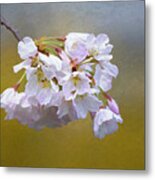 Cherry Blossom Flowers Metal Print