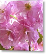 Cherry Blossom Metal Print