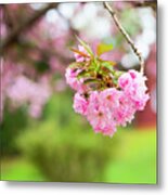 Cherry Blossoms And Farm Buildings Metal Print