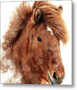 Chestnut Icelandic Horse, Islenski Hesturinn, Digital Watercolour. Close Up Of Face And Mane. Metal Print