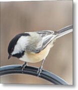 Chickadee 1 Metal Print