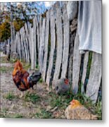 Chickens Of Plymouth Metal Print