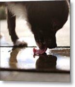 Chihuahua Dog Licking Water Off Floor Metal Print