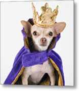 Chihuahua Wearing A Purple Robe And Crown Metal Print