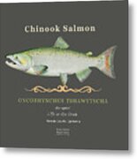 Chinook Salmon Oncorhynchus Tshawytscha Metal Print