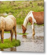 Chincoteague Treasures Metal Print