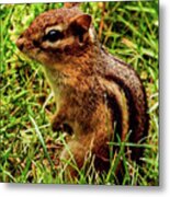 Chipmunk Metal Print