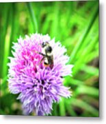 Chive Blossom And Visitor Metal Print