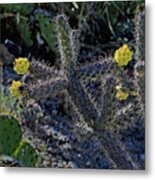 Cholla Cactus Blossoms Metal Print