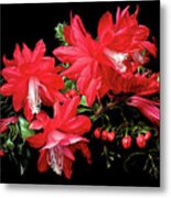 Christmas Cactus 1 Metal Print