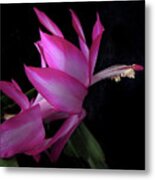 Christmas Cactus Bloom Metal Print