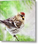 Christmas Redpoll Metal Print