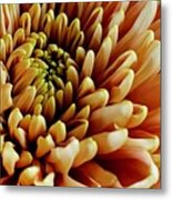 Golden Fall Chrysanthemum Metal Print