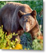 Cinna Bear 3 Metal Print