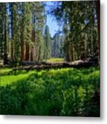 Circle Meadow Sequoia National Park Metal Print
