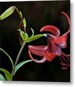 Classic Lily Metal Print