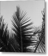 Close-up Of A Palm Tree Branch Metal Print