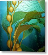 Giant Kelp Metal Print