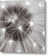 Close Up Of The Black And White Dandelion Clock Metal Print