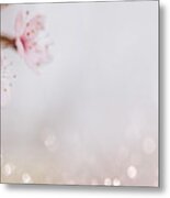 Closeup Of Cherry Blossom Flower On Bokeh Pastel Background. Mac Metal Print