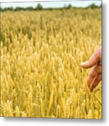Closeup Of Farmer's Hand Over Wheat Metal Print
