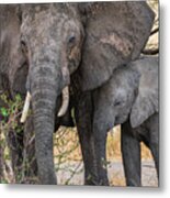 Closeup Of Mother And Baby Elephants Metal Print