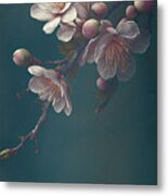 Closeup Of Spring Pastel Blooming Flower In Orchard. Macro Cherr Metal Print