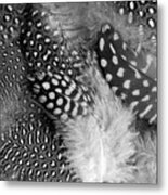 Closeup Of The Grey Feather Background Metal Print