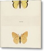Clouded Sulphur Colias Philodice From Moths And Butterflies Of The United States 1900 By Sherman F D Metal Print