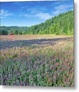 Clover In Bloom Metal Print