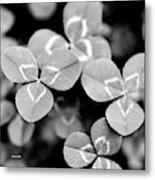 Clover Square Metal Print