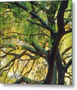 Coast Live Oak Metal Print