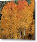 Colorado Fall Colors Metal Print