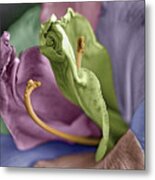Colored Lily 3 Metal Print