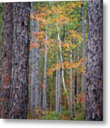 Colorful Birch Tree Among The Pines Of The Croatan Forest Metal Print