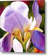 Colorful Iris Metal Print