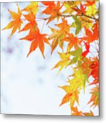 Colorful Maple Leaves On Branch, Square Crop Metal Print
