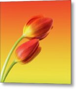 Colorful Tulips Metal Print