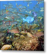 Colors Of Snapper Ledge Metal Print