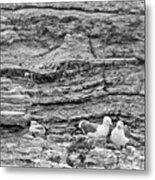 Comfort On The Cliff Metal Print
