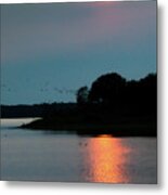 Coming Home To Roost Metal Print