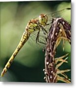 Common Darter Dragonfly Metal Print