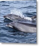 Common Dolphin Friends Metal Print