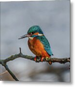 Common Kingfisher, Acedo Atthis, Sits On Tree Branch Watching For Fish Metal Print