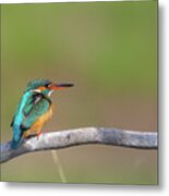 Common Kingfisher - Alcedo Atthis Metal Print